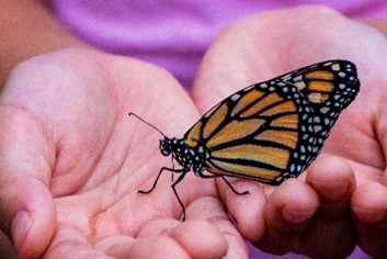 Butterfly on palm