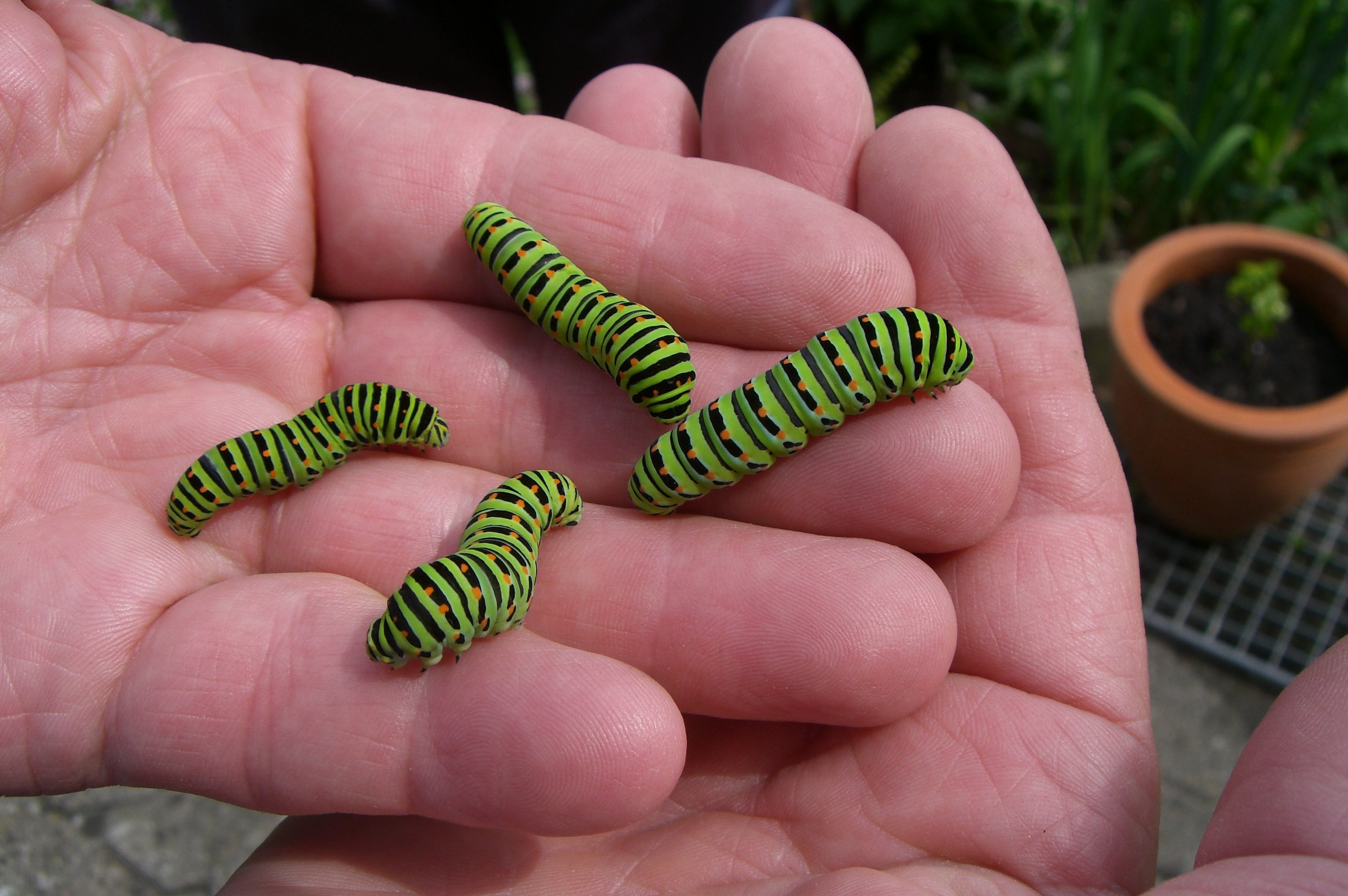 Caterpillar on palm